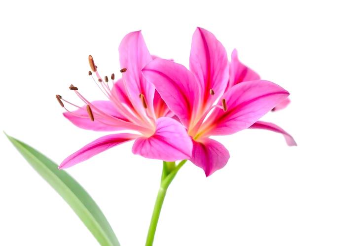 Radiant Pink Alstroemeria Isolated on White